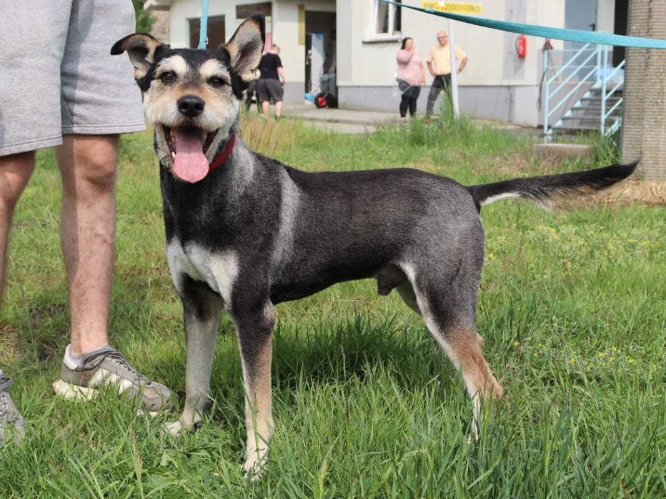 super pieseczek do adopcji