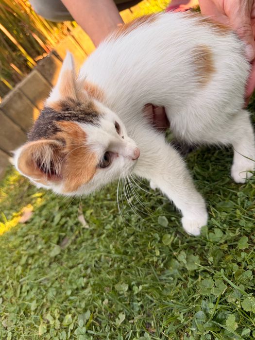 Kotek do adopcji