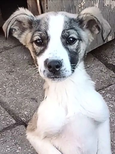 Цуценятко Інала в добрі руки