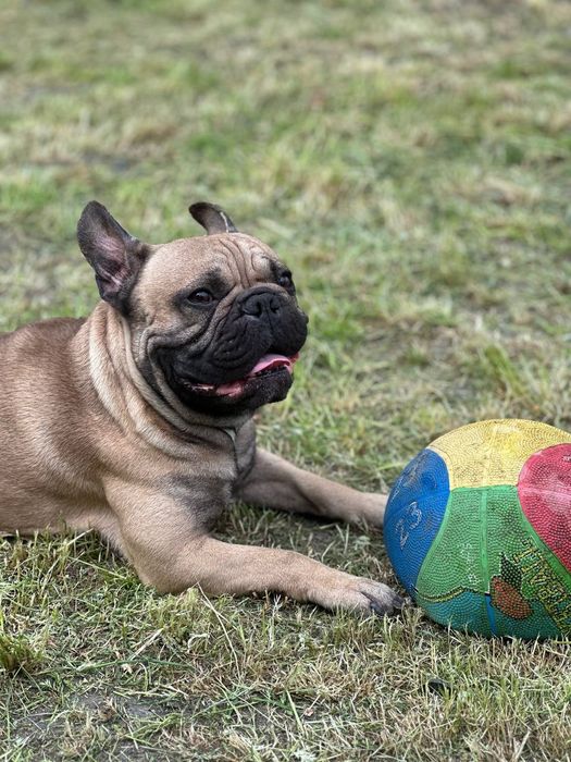 Вязка Французкий Бульдог
