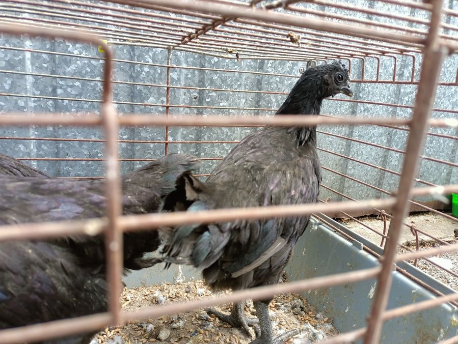 Ayam cemani  kury ozdobne 2026r