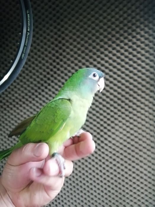 Conures cabeça azul domesticados