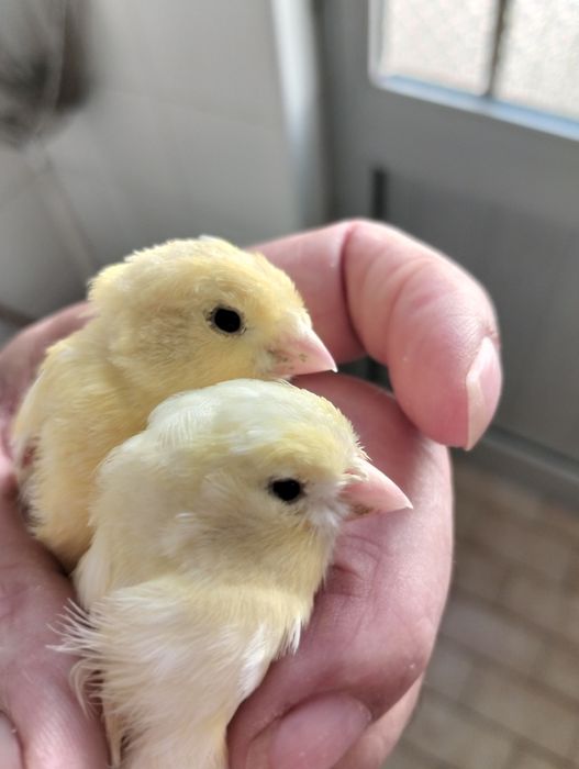 Canários amarelos, vermelhos e agatas