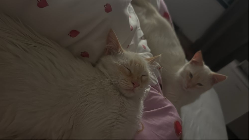 Gatos para adopção responsavel