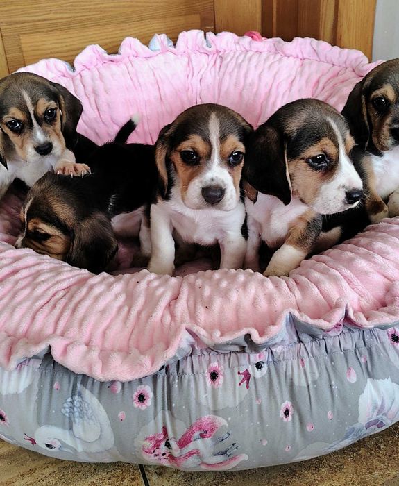 Beagl szczeniak gotowy do odbioru