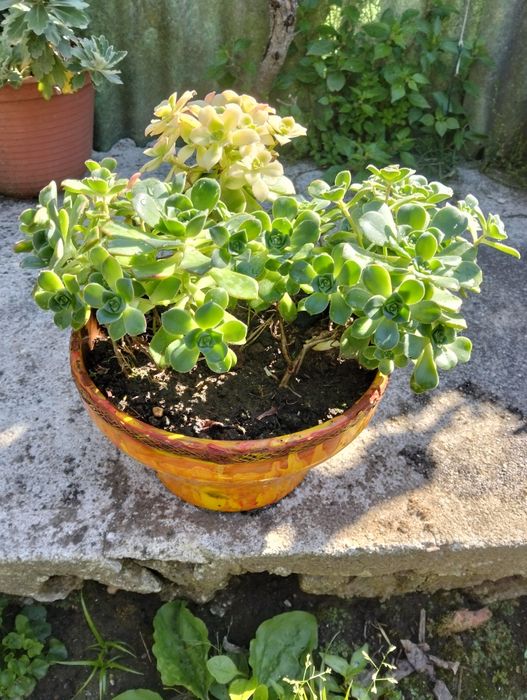 Vendo plantas bonitas apartir de 10€