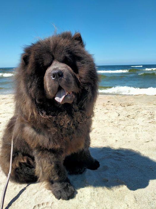 Niebieski Pies Chow Chow Dorosły Mazowieckie.