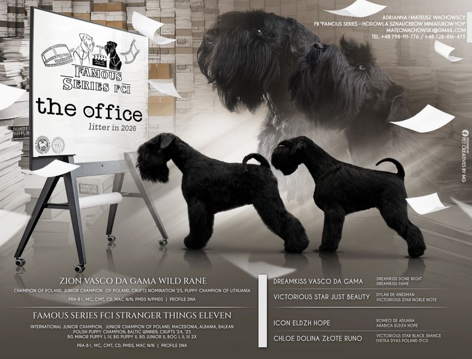 Sznaucer miniaturowy czarny