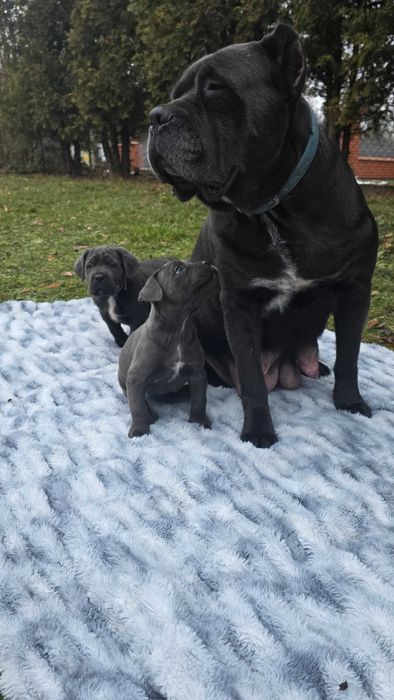 Cane Corso Italiano SUCZKA BŁĘKITNA