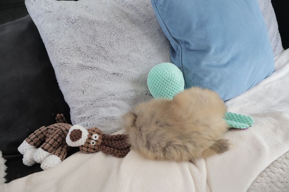 Lulu da Pomerânia. Super Mini.Ursinho Russo. Spitz anão. LOP e Afixo.
