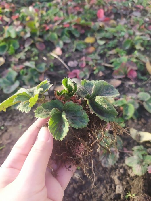 Продаю саджанці полуниці