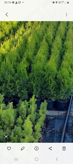 Tuja szmaragd 80 cm I 30 cm