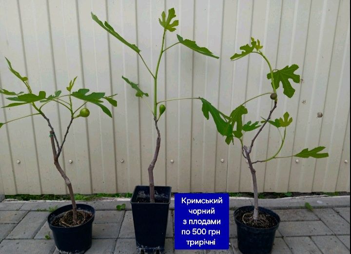 Інжири різних сортів  і віку.