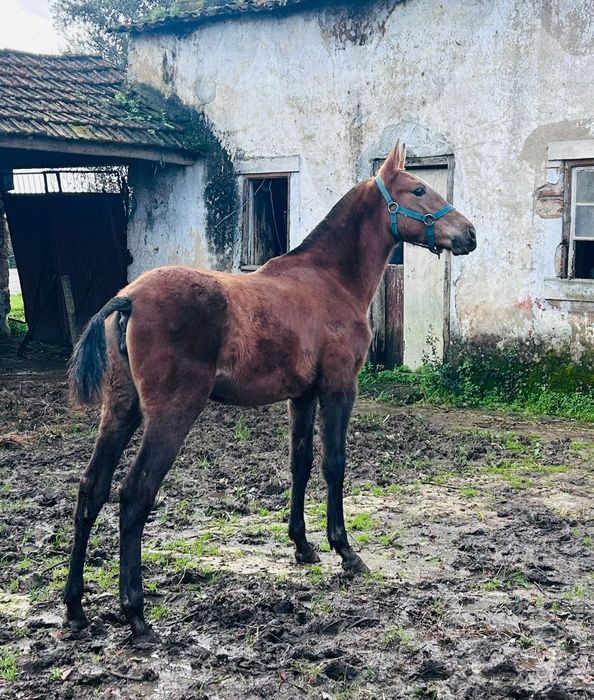 Poldra luso árabe pura