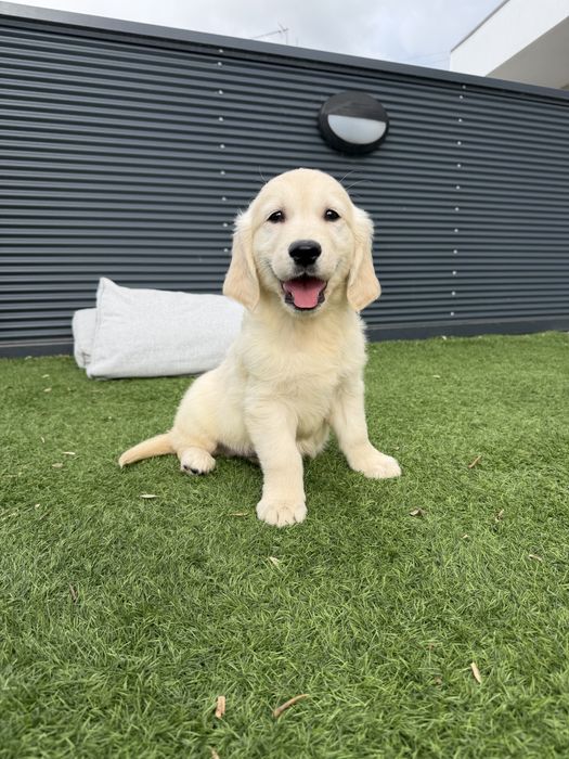 Golden Retriever lindo
