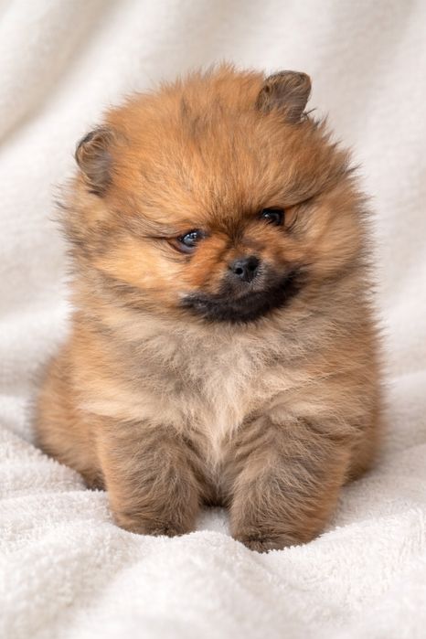Piesek pomeranian orange typ misia