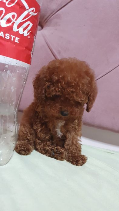 Супер крошка.той пудель китай микро  бебифейс.