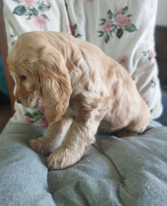 Cocker spaniel angielski suczka