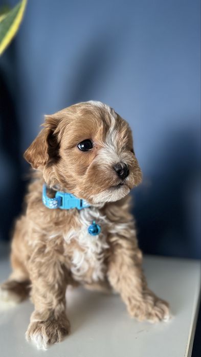 Maltipoo piesek - Satori