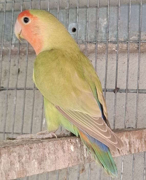 Agapórnis roseicollis