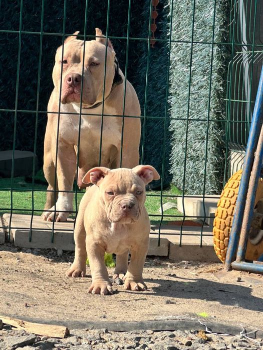 Американський Буллі стандарт