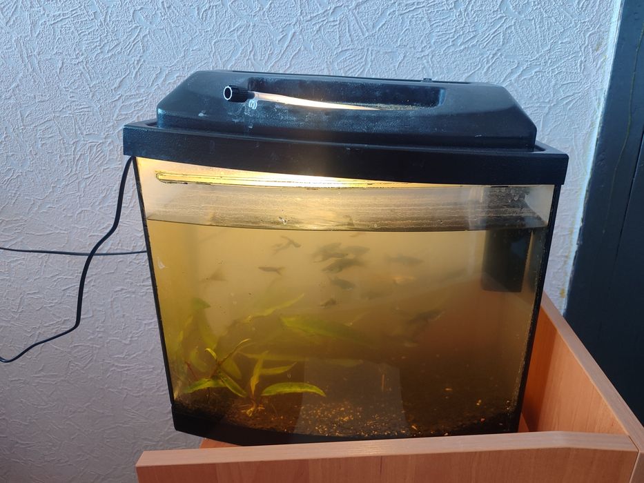 Аквариум с рыбками гуппи