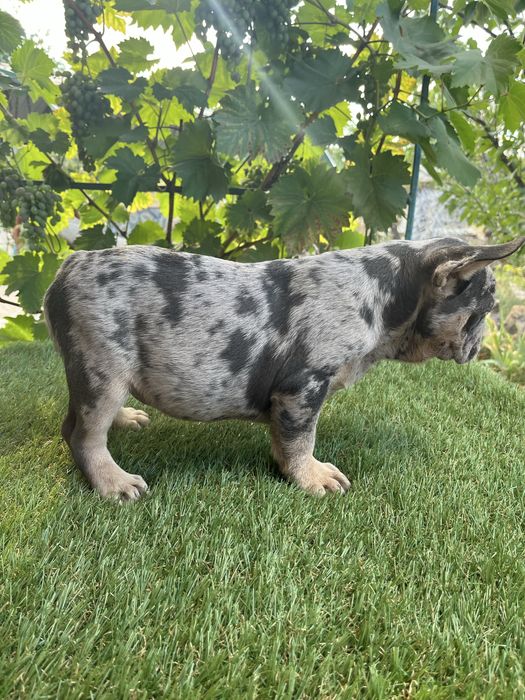 Супер щенок французского бульдога