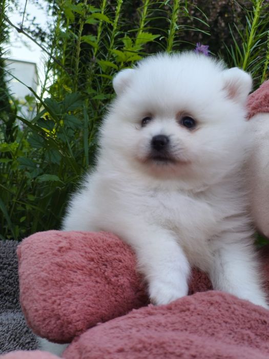 Szpic miniaturowy pomeranian sunia biała