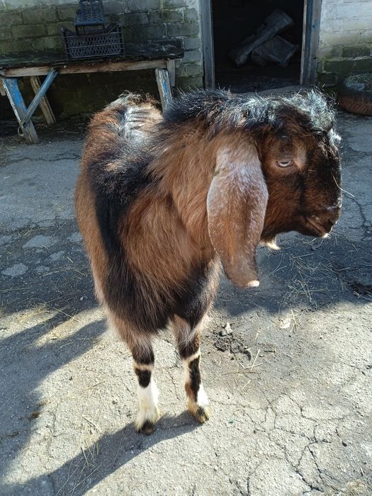 Продам козла Шами 50%