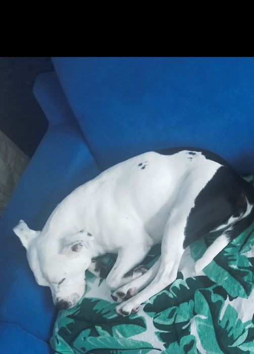 Szukamy pilnie domu dla Letti