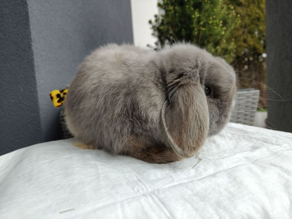 Mini Lop królik samiec 7 miesięcy