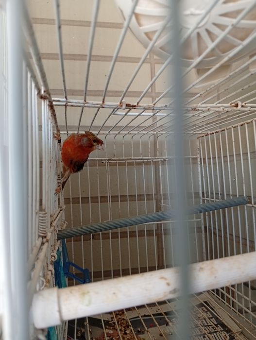Vendo Canárias  e um macho