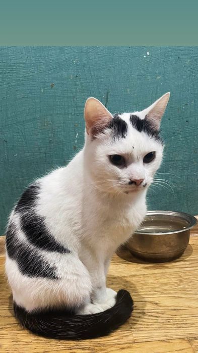 Отдам черно-белого кота, 3 года, кастрирован