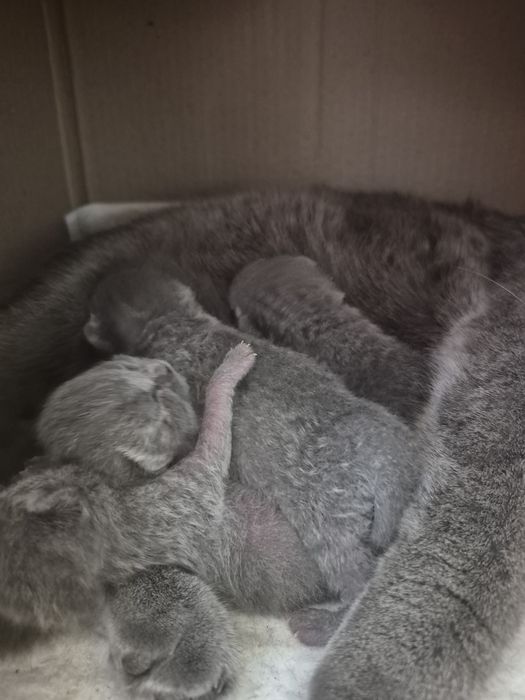 Шотландські кошенята