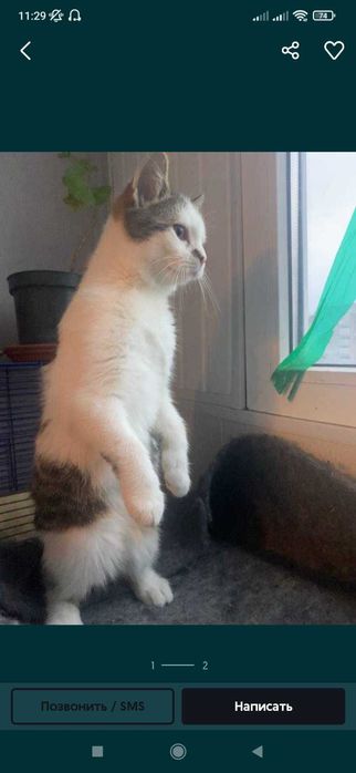 Отдам  котика в хорошие руки