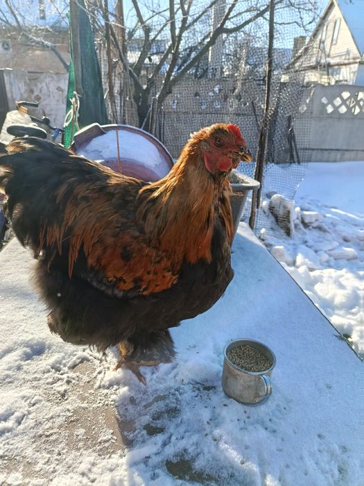 Молоді півні, півник, півень, птиця