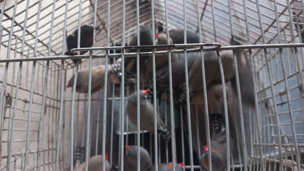 Manderins,  tenho 50 manderins para venda!