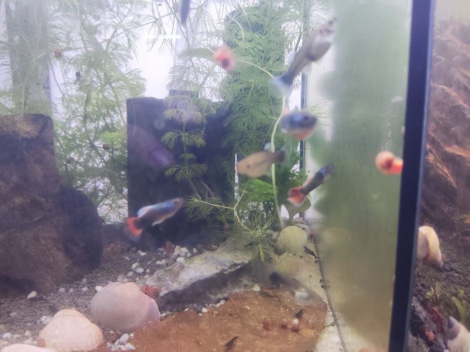 Guppies sortidos - diversas cores