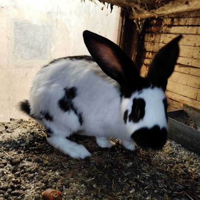 Srokacz samiec szczepiony