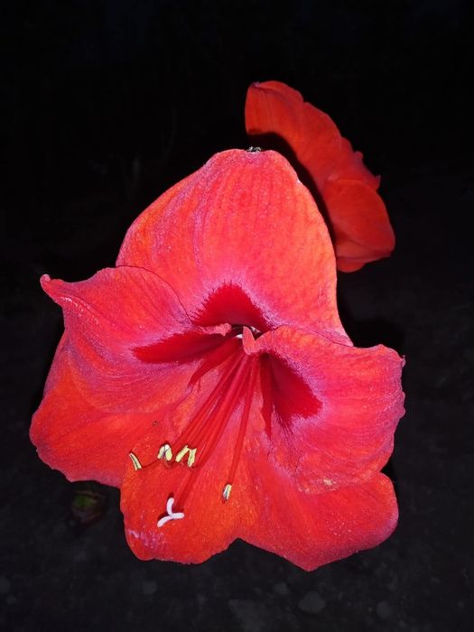 Кімнатні рослини,сукуленти