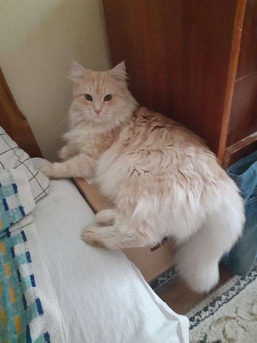 Бесплатно отжаем котиков (3 года девочка и мальчик)