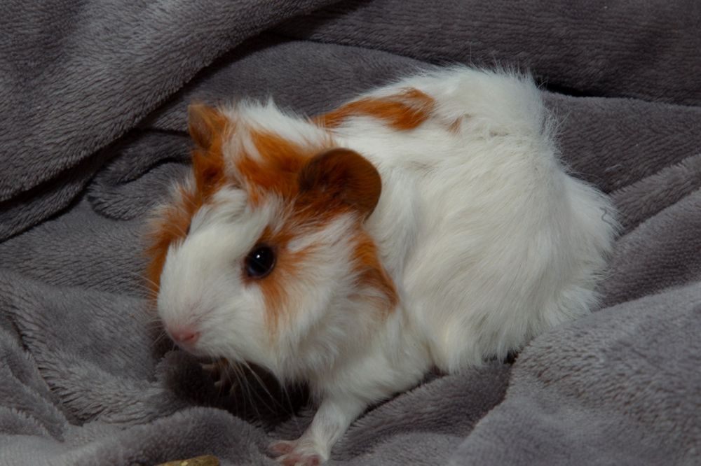 świnka morska cavia domowa  SAMIEC