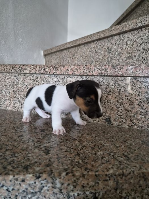 Jack russell terrier macho