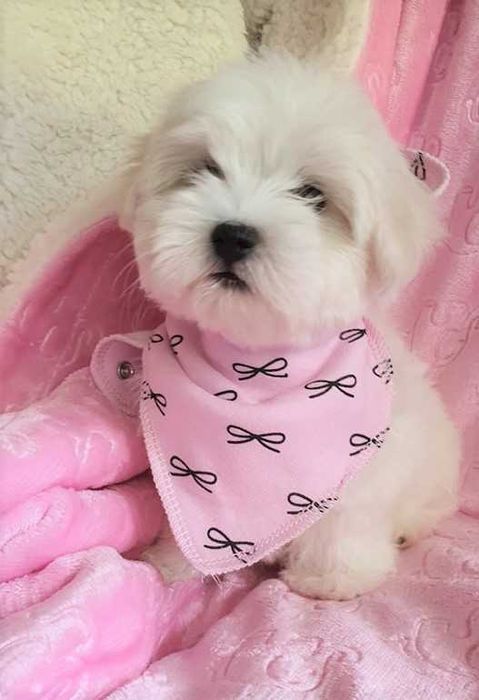 Mini Maltańczyk *Suczka* z Metryką.