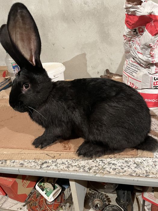 Кролики Самці та самки