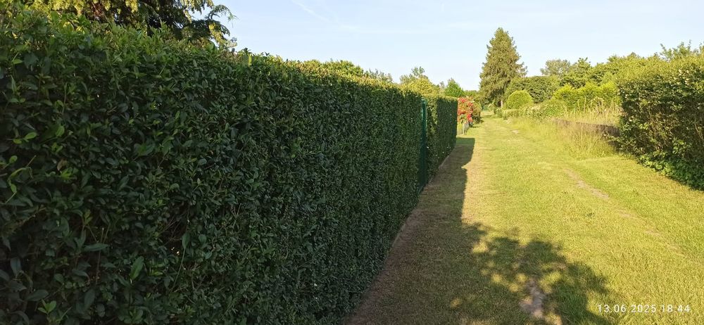 Odstąpię Działke ROD