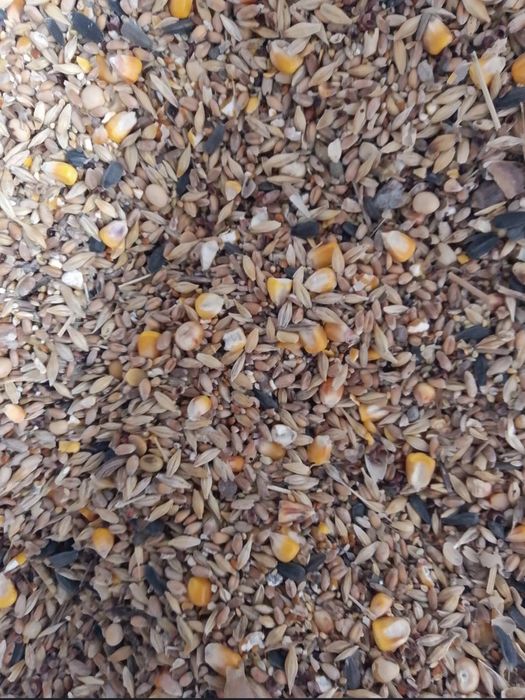 зерно пшеница зерносмесь корм  шок цена экологично чистая