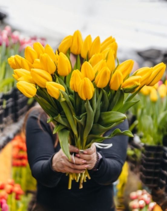 Тюльпани оптом/ зріз тюльпанів Вінниця/ тюльпан опт