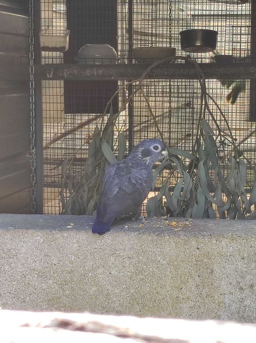 Pionus Fuscus Macho