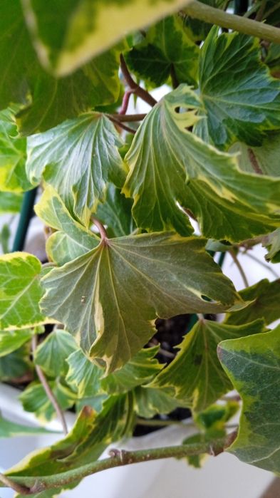 Срезы плектрантус, плющ, сингониум, пеперомия, эпипремнум